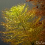 Quirliges TausendblattSüßwasserschwamm, Tauchen im Flakensee, Tauchen in Brandenburg