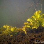 TeichroseSüßwasserschwamm, Tauchen im Flakensee, Tauchen in Brandenburg