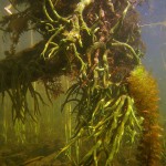 Süßwasserschwamm, Tauchen im Flakensee, Tauchen in Brandenburg