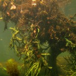 Süßwasserschwamm, Tauchen im Flakensee, Tauchen in Brandenburg