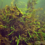 Süßwasserschwamm, Tauchen im Flakensee, Tauchen in Brandenburg