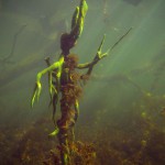 Süßwasserschwamm, Tauchen im Flakensee, Tauchen in Brandenburg