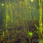 Makrophyten, Tauchen im Flakensee, Tauchen in Brandenburg