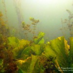 Teichrosen, Makrophyten, Tauchen im Flakensee, Tauchen in Brandenburg