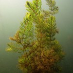 Raues Hornblatt, Tauchen im Flakensee, Tauchen in Brandenburg