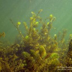 Raues Hornblatt, Tauchen im Flakensee, Tauchen in Brandenburg