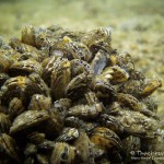 Muschelkolonie, Tauchen im Kalksee, Tauchen in Brandenburg