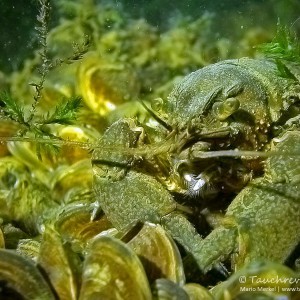 Amerikanischer Flusskrebs