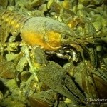 Amerikansicher Flusskrebs, Tauchen im Kalksee, Tauchen in Brandenburg