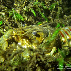 Amerikansicher Flusskrebs