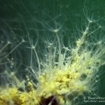 Süßwasserpolypen im Kalksee, Hydra, Tauchen im Kalksee, Tauchen in Brandenburg