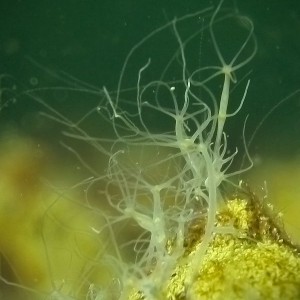 Süßwasserpolypen im Kalksee