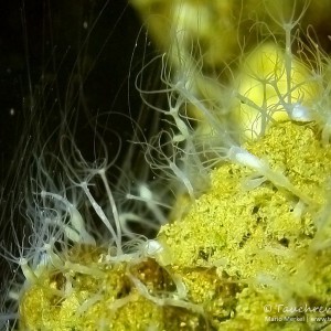 Süßwasserpolypen im Kalksee