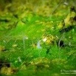 Süßwasserpolypen im Kalksee, Hydra, Tauchen im Kalksee, Tauchen in Brandenburg