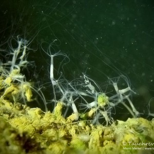 Süßwasserpolypen im Kalksee