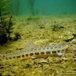 Steinbeißer (Cobitis taenia), Dorngrundel, Tauchen im Kalksee, Tauchen in Brandenburg