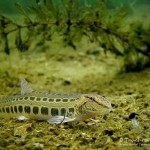 Steinbeißer (Cobitis taenia), Dorngrundel, Tauchen im Kalksee, Tauchen in Brandenburg