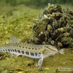 Beobachtung im Kalksee
