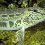 Steinbeißer (Cobitis taenia), Dorngrundel, Tauchen im Kalksee, Tauchen in Brandenburg