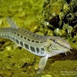 Steinbeißer (Cobitis taenia), Dorngrundel, Tauchen im Kalksee, Tauchen in Brandenburg