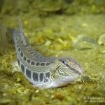 Steinbeißer (Cobitis taenia), Dorngrundel, Tauchen im Kalksee, Tauchen in Brandenburg