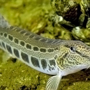 Steinbeißer (Cobitis taenia)