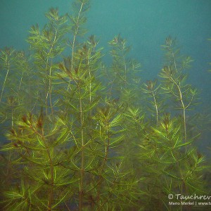 Ähriges Tausendblatt