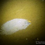 Krebshöhle, Tauchen im Helenesee, Tauchen in Brandenburg