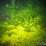 Schwefelausblühungen, Tausendblatt, Tauchen im Helenesee, Tauchen in Brandenburg