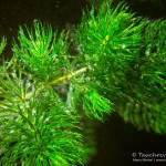 Raues Hornblatt, Tauchen im Helenesee, Tauchen in Brandenburg