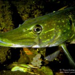 Hecht (Esox esox), Tauchen im Straussee, Tauchen in Brandenburg