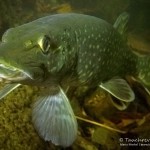 Hecht (Esox esox), Tauchen im Straussee, Tauchen in Brandenburg