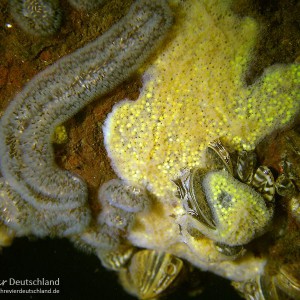 Statoblasten, Gemmulae