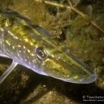 Hecht (Esox esox), Tauchen im Straussee, Tauchen in Brandenburg