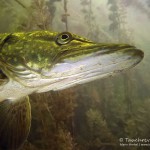 Hecht (Esox esox), Tauchen im Straussee, Tauchen in Brandenburg