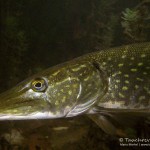 Hecht (Esox esox), Tauchen im Straussee, Tauchen in Brandenburg