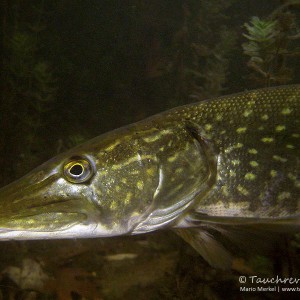 Hecht (Esox esox)