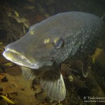 Hecht (Esox esox), Tauchen im Straussee, Tauchen in Brandenburg