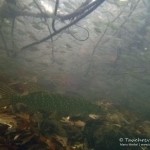 Schwarm Weißfische, Tauchen im Straussee, Tauchen in Brandenburg