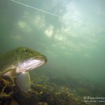 Hecht (Esox esox), Tauchen im Straussee, Tauchen in Brandenburg