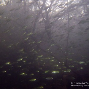 Schwarm Weißfische
