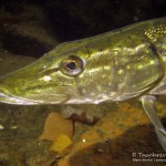 Hecht (Esox esox), Tauchen im Straussee, Tauchen in Brandenburg