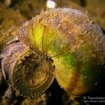 Sumpfdeckelschnecke, Tauchen im Straussee, Tauchen in Brandenburg