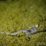 Süßwassergarnelen, Schwebegarnele, Schwebgarnele, Glasgarnele (Mysida), Tauchen im Zansen, Tauchen in Mecklenburg-Vorpommern