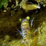 Süßwassergarnelen, Schwebegarnele, Schwebgarnele, Glasgarnele (Mysida), Tauchen im Zansen, Tauchen in Mecklenburg-Vorpommern