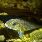 Kaulbarsch (Gymnocephalus cernua), Tauchen im Zansen, Tauchen in Mecklenburg-Vorpommern