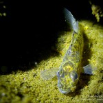 Kaulbarsch (Gymnocephalus cernua), Tauchen im Zansen, Tauchen in Mecklenburg-Vorpommern