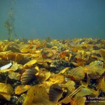 Herbstlaub, Tauchen im Zansen, Tauchen in Mecklenburg-Vorpommern