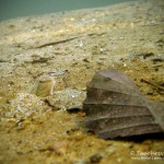 Steinbeißer (Cobitis taenia), Dorngrundel, Tauchen im Kalksee, Tauchen in Brandenburg