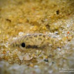 Steinbeißer (Cobitis taenia), Dorngrundel, Tauchen im Kalksee, Tauchen in Brandenburg